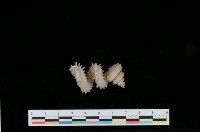 藏品(刺蚯蚓螺)的圖片